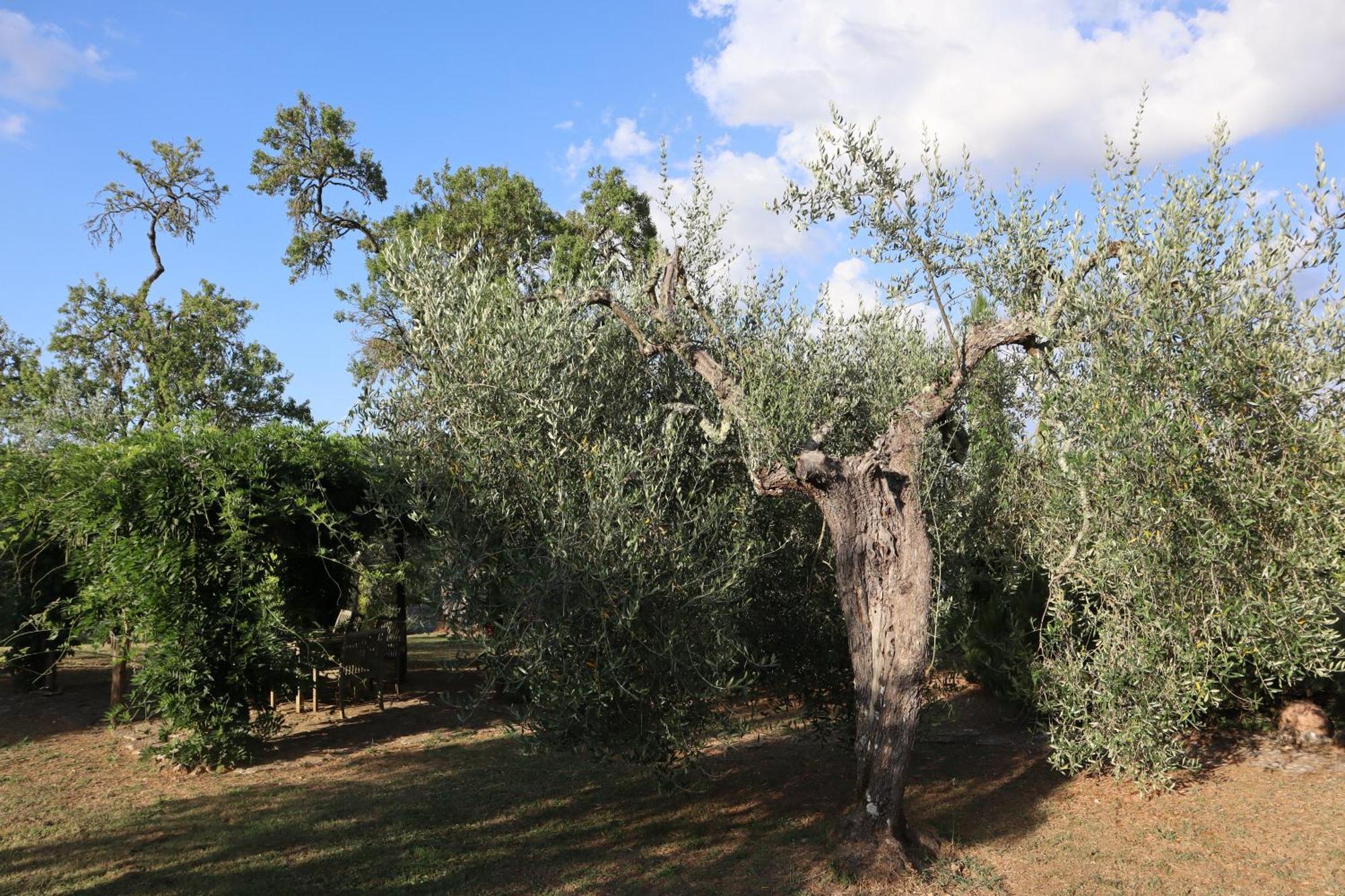 Abbadia Wine Relais Bed & Breakfast Montefollonico Exterior photo